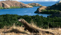 Komodo Island